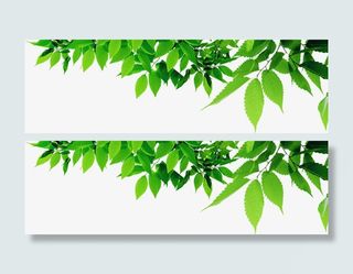 边框绿色树叶免抠