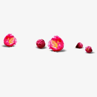 躺着的花朵免抠