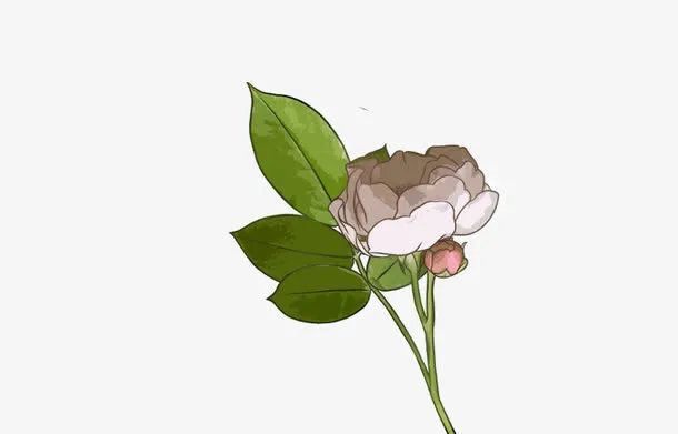 白色茉莉花免抠