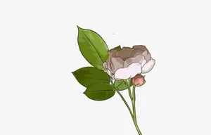 白色茉莉花免抠