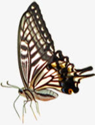 春季棕色唯美蝴蝶免抠