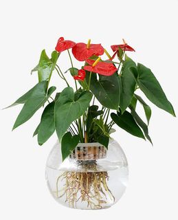 水培红掌盆栽免抠