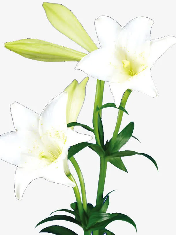 白色百合花免抠