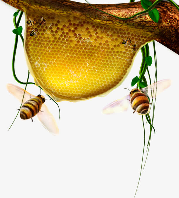 金色蜂巢蜜蜂免抠