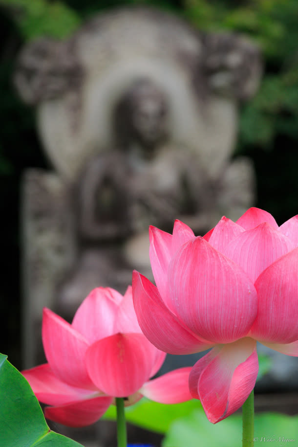 模糊佛教莲花清净免抠