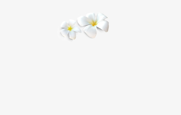 白玉兰花，黄色花蕊鸡蛋花，白色免抠