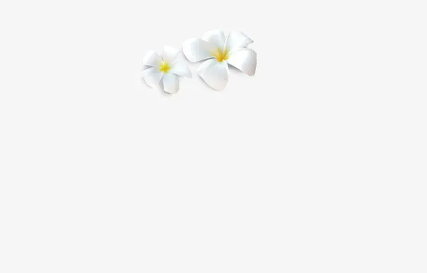 白玉兰花，黄色花蕊鸡蛋花，白色免抠