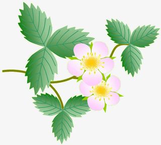 手绘粉红绿叶树枝免抠