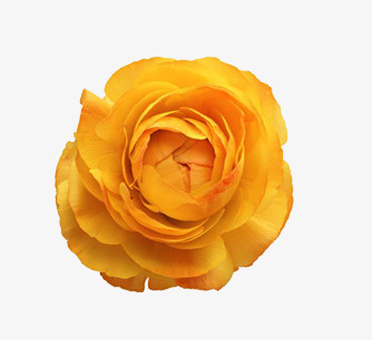 鲜花psd素材鲜花免抠