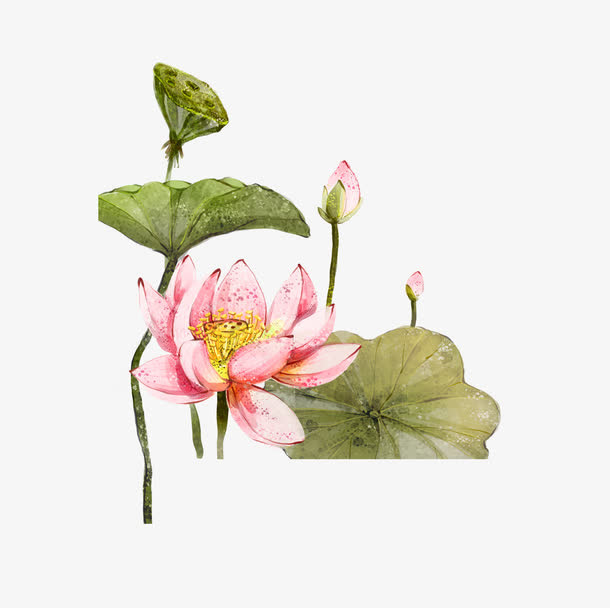 中国风荷花免抠