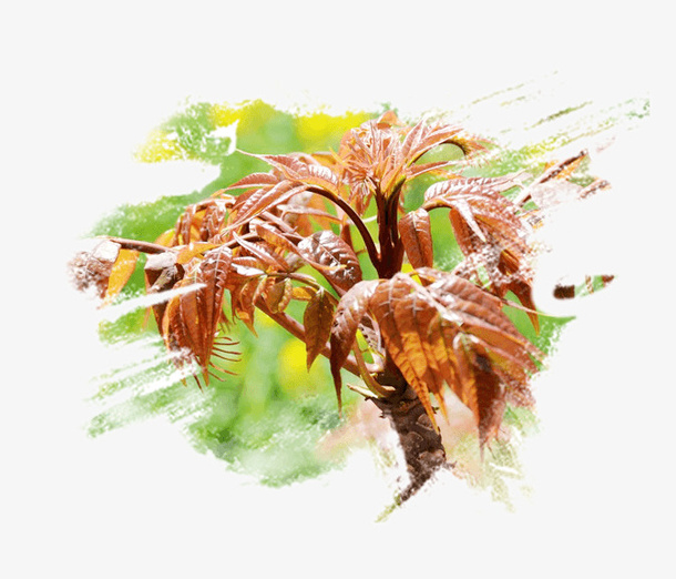 香椿芽免抠