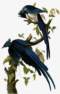 手绘喜鹊插画素材免抠 手绘喜鹊插画素材免抠