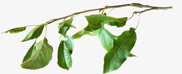 手绘树枝树叶免抠