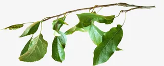 手绘树枝树叶免抠