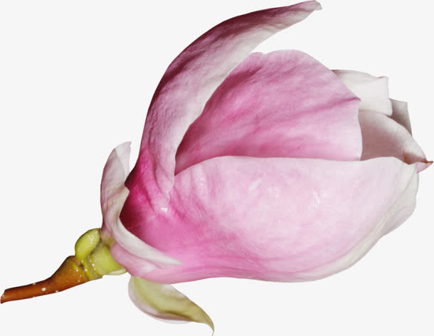 花卉免抠