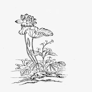 黑色水墨荷花矢量图免抠