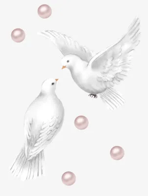 白鸽免抠