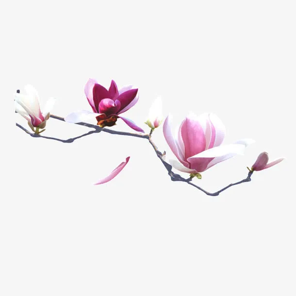 高清粉色花朵落叶免抠