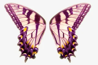 紫色花蝶手绘翅膀免抠