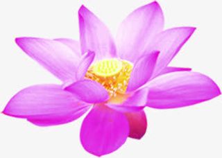 紫色盛开荷花毛笔字免抠