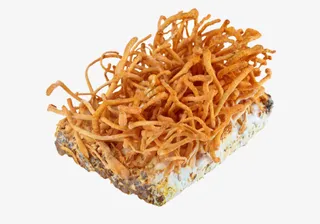 金色虫草花免抠