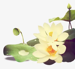 中国风荷花免抠