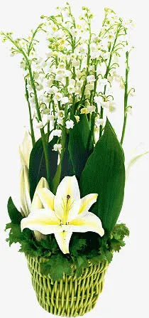 鲜花盆栽PNG素材免抠