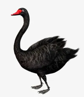 天鹅免抠
