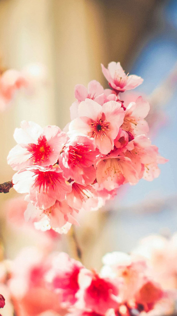 朦胧春天桃花手机端H5背景高清