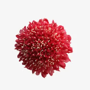 花朵免抠