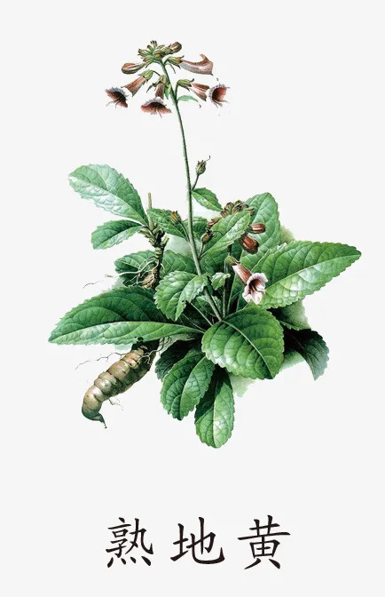 熟地黄免抠素材免费下载免抠