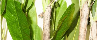 高清的绿叶树干植物免抠