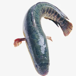 漂浮的鲶鱼免扣图片免抠