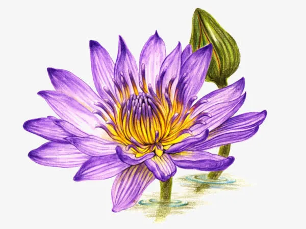 紫色荷花免抠