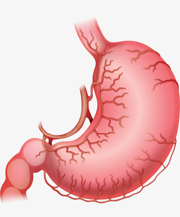 人类胃部消化系统免抠