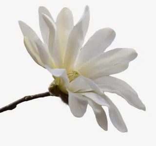 盛开的鲜花免抠