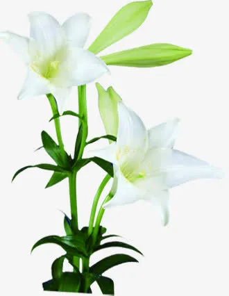 夏日花朵植物夏日海报元素免抠