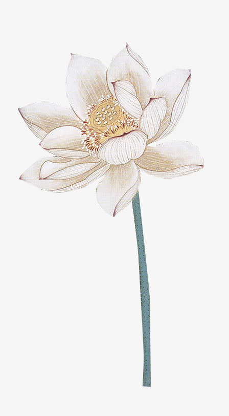 国画莲花免抠