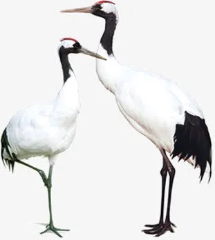 两只白鹤免抠