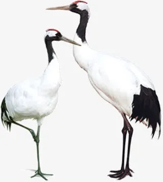 两只白鹤免抠