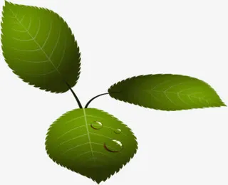 手绘叶子免抠
