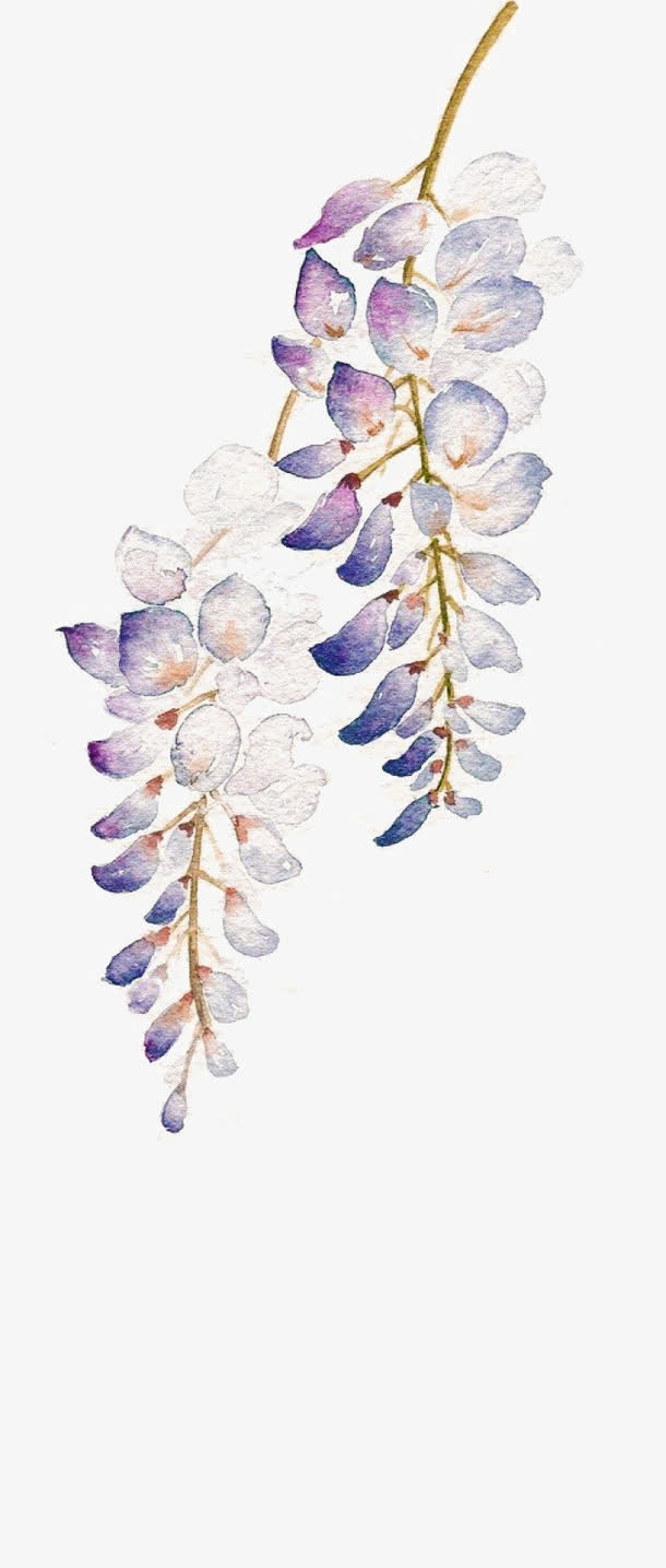 手绘紫藤花免抠
