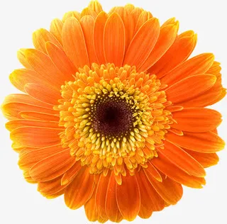 春季橘色清新小花免抠