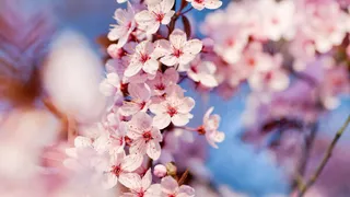 粉色梅花主页装修免抠