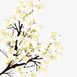 矢量白色梨花免抠