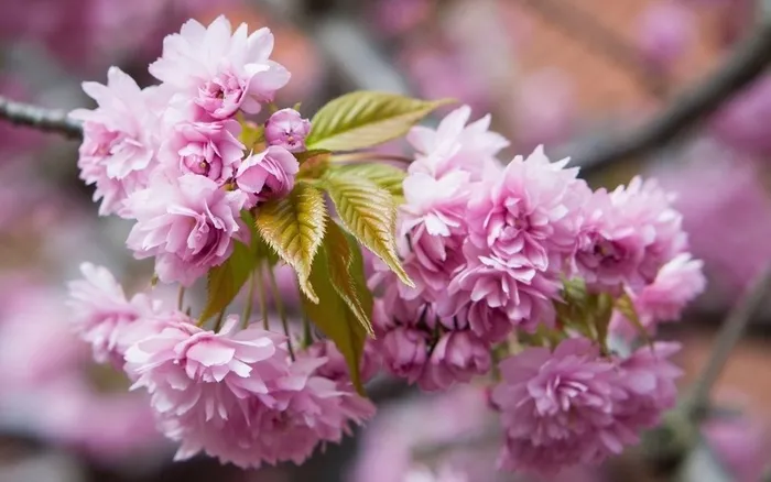 粉色樱花盛开春天高清