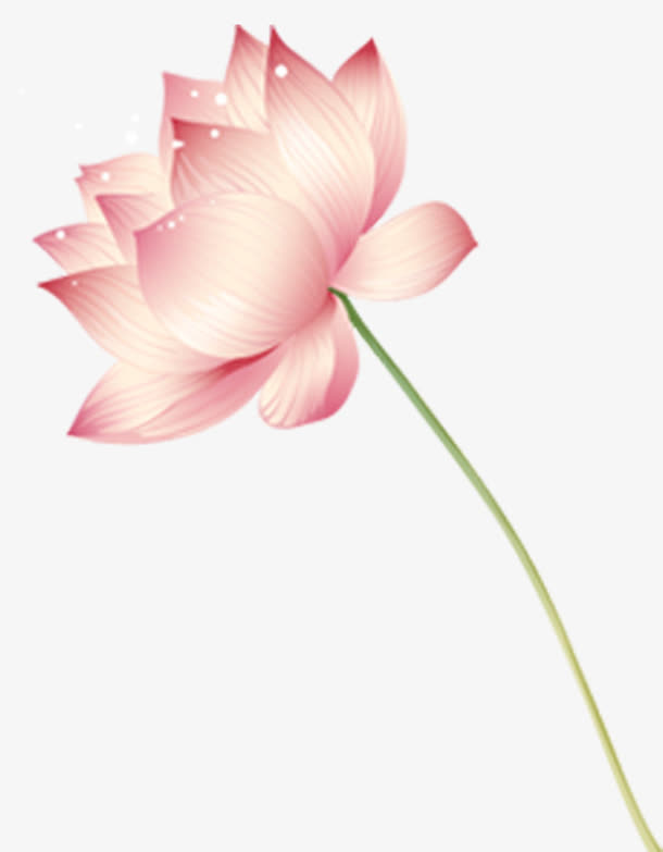 清新荷花免抠