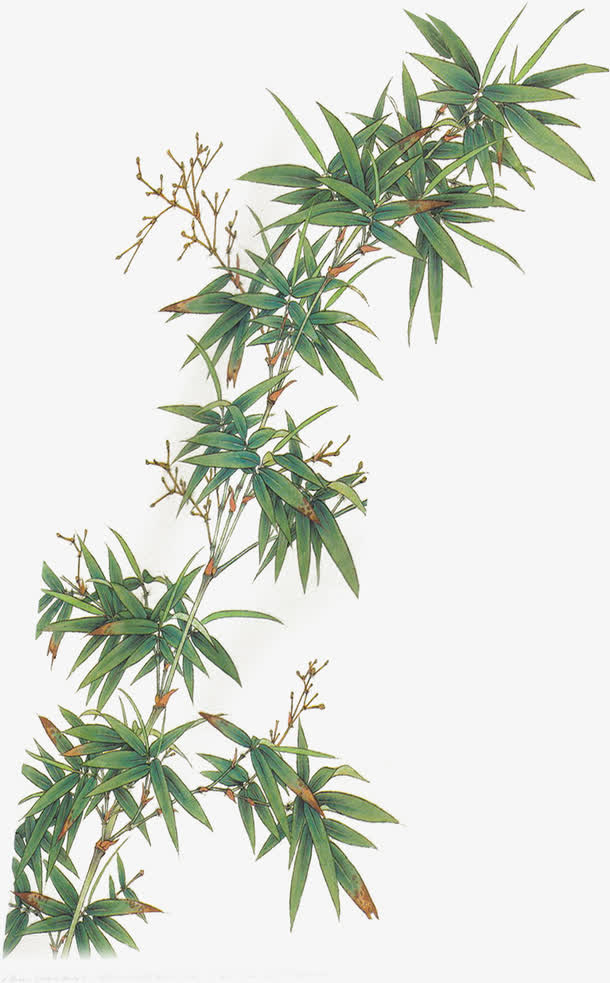 绿色竹子免抠