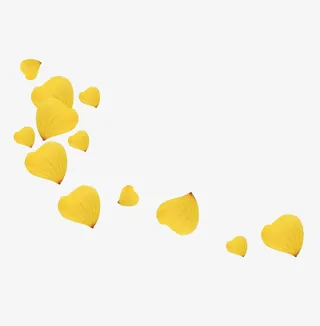 黄色的花瓣免抠