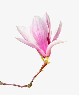 粉红色香味带萌芽的玉兰花瓣实物免抠